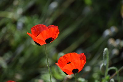 Close-up of red poppy flower