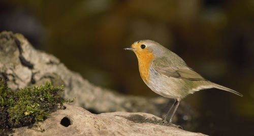 Close-up of bird perching on rock