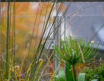 Close-up of raindrops on grass