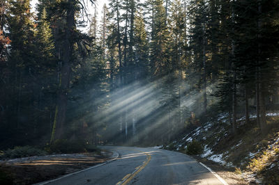 Road amidst trees in forest