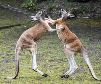 Deer standing on land