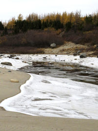 Scenic view of river flowing in forest