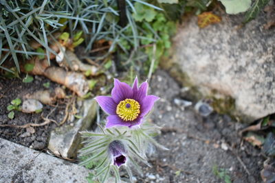 High angle view of purple flowering plant on field