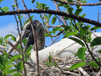 Close-up of a bird perching on branch