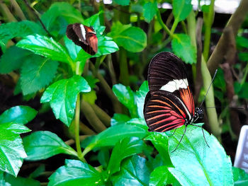 Close-up of butterfly pollinating on flower