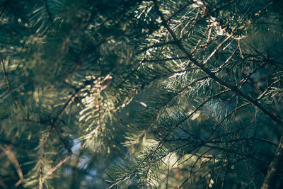 Full frame shot of pine tree branch outdoors
