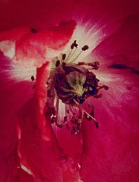 Extreme close-up of red flower