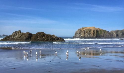 Seagulls rocks and waves at the beach in oregon