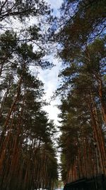 Low angle view of bamboo trees in forest