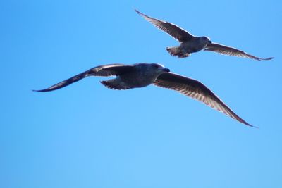 Low angle view of seagull flying