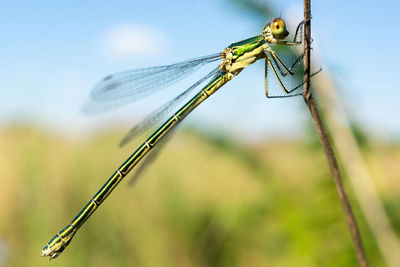 Close-up of dragonfly on plant