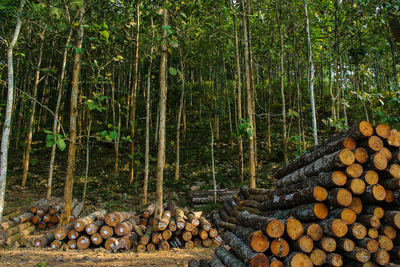 Stack of logs in forest