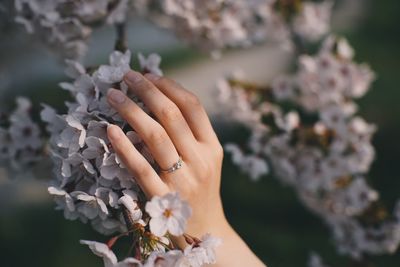 Cropped hand of woman touching flowers growing on branch