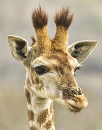 Close-up of  wild giraffe's head and face
