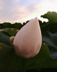 Close-up of white rose against sky during sunset