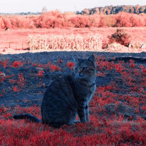 Cat sitting on a land