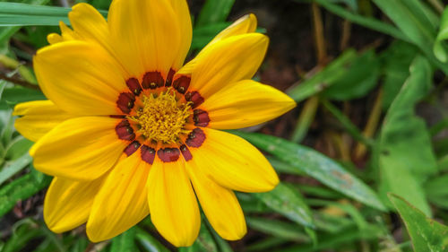 Close-up of yellow flower