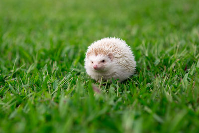 Close-up of white grass on field