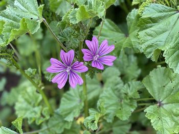 Close-up of pink wild flowering plant