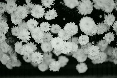 Close-up of white flowers