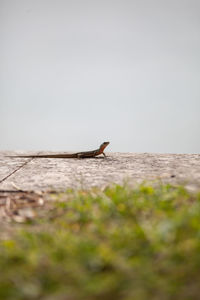 View of lizard on wood against sky