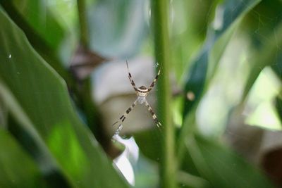 Close-up of spider on web