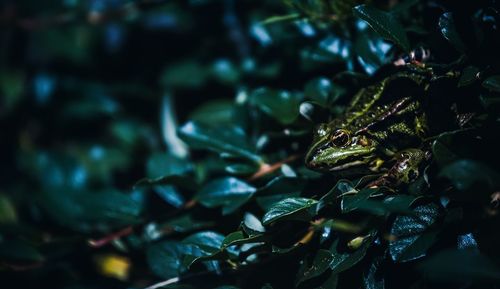 Close-up of frog on plant