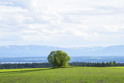 Scenic view of field against sky