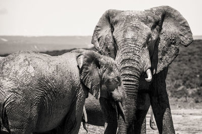 Close-up of elephant