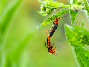 Close-up of ladybug on plant