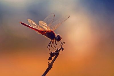 Close-up of insect against sky at sunset