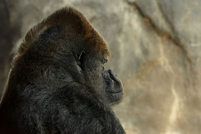 Close-up of a monkey looking away