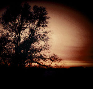 Silhouette of trees at sunset