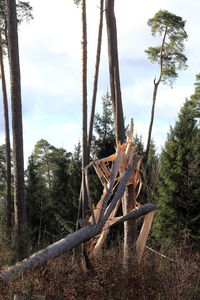Damaged tree trunks on field against sky