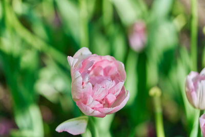 Close-up of pink rose