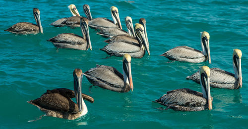 Ducks swimming in lake