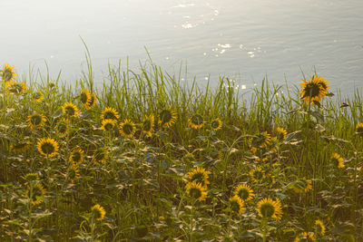 Plants growing on field by lake