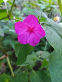 Close-up of pink flowering plant