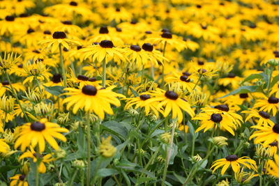 Close-up of yellow flowers in field