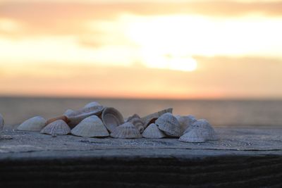 Close-up of leaf on beach against sky during sunset