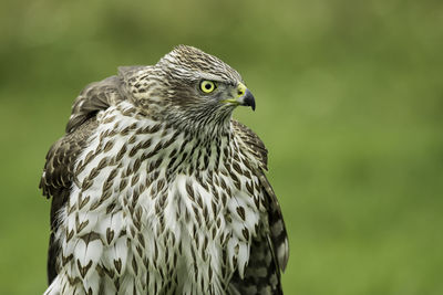 Close-up of eagle perching outdoors