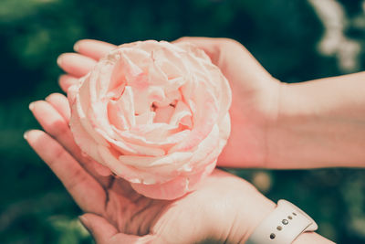 Close-up of hands holding rose