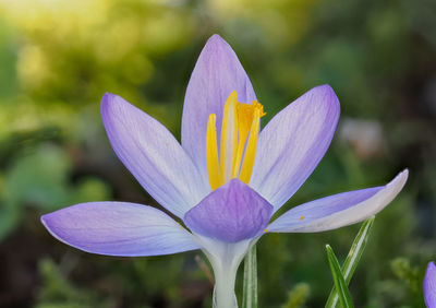 Close-up of purple crocus flower