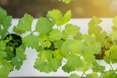 Close-up of green leaves