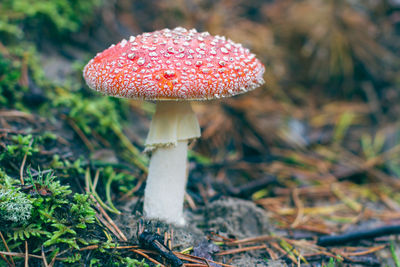 Close-up of mushroom growing on field