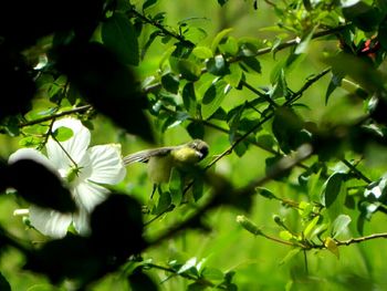 Close-up of leaves on tree