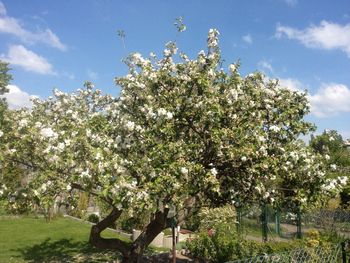 Low angle view of flowers blooming on tree