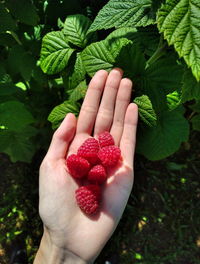Raspberries on my hand