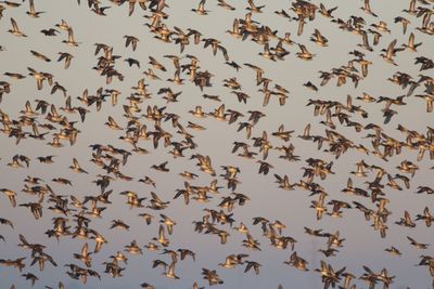 Low angle view of birds flying against sky