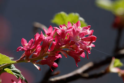 Close-up of pink flowering plant